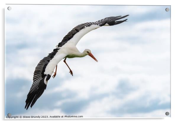 Graceful Stork in Flight Acrylic by Steve Grundy