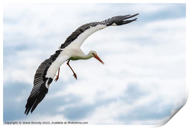Graceful Stork in Flight Print by Steve Grundy