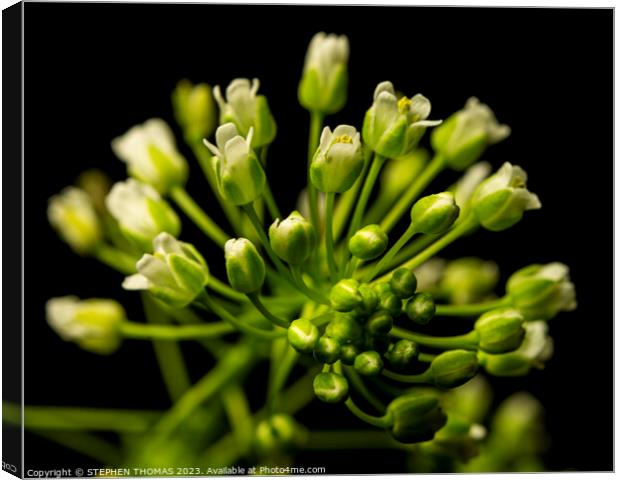 Tiny Pennycress Flowers  Canvas Print by STEPHEN THOMAS