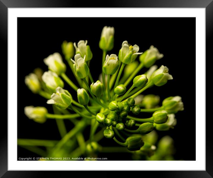 Tiny Pennycress Flowers  Framed Mounted Print by STEPHEN THOMAS