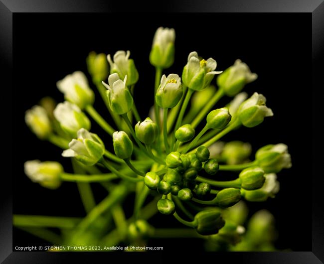 Tiny Pennycress Flowers  Framed Print by STEPHEN THOMAS