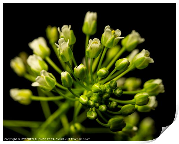 Tiny Pennycress Flowers  Print by STEPHEN THOMAS