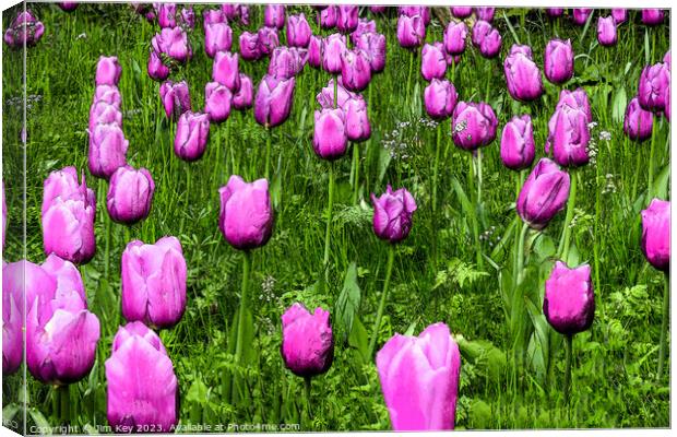 Pink Tulips  Digital Art Canvas Print by Jim Key