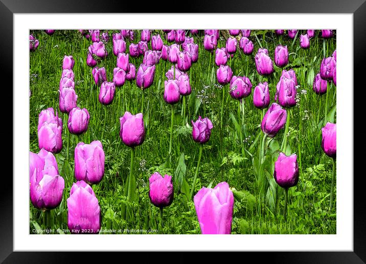 Pink Tulips  Digital Art Framed Mounted Print by Jim Key