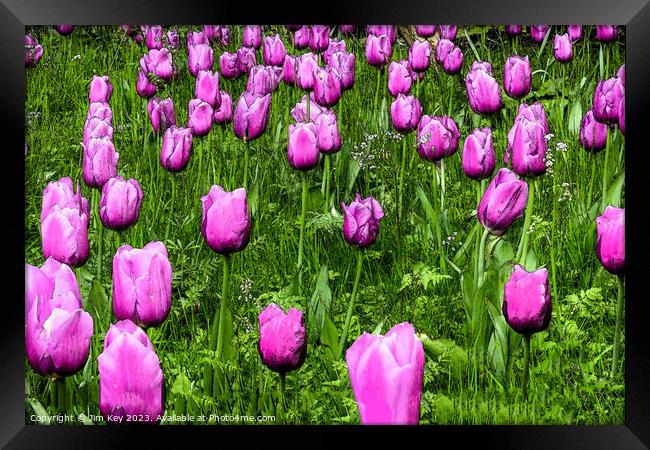 Pink Tulips  Digital Art Framed Print by Jim Key