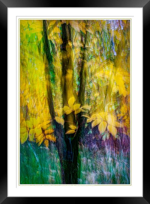 Autumn Colours Framed Mounted Print by Nigel Higson
