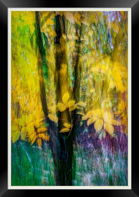 Autumn Colours Framed Print by Nigel Higson