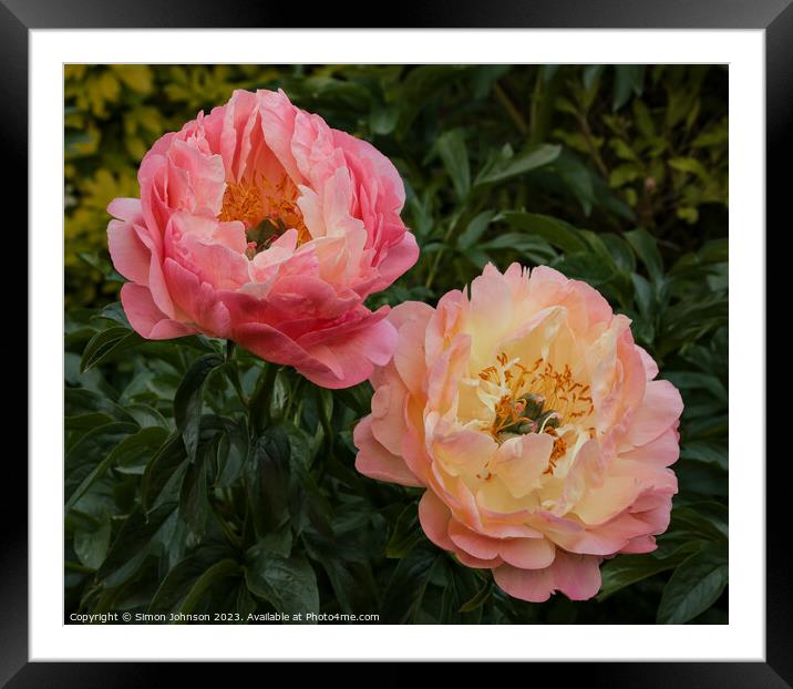 Pair of Peonies Framed Mounted Print by Simon Johnson