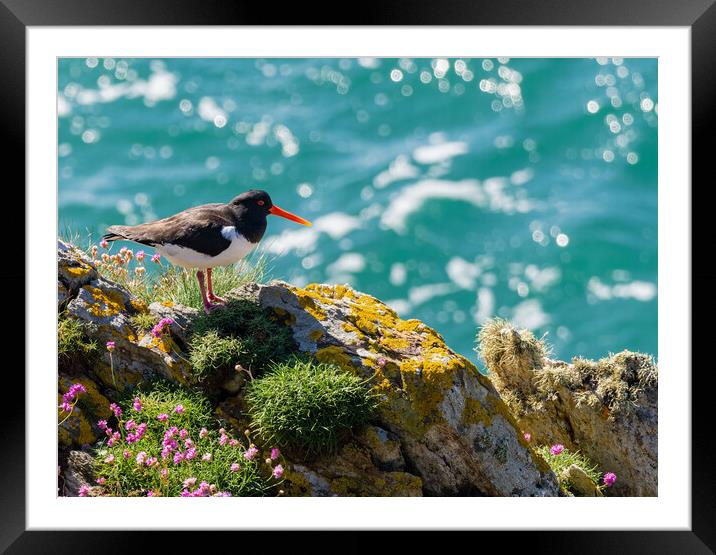 Vibrant Oystercatcher by the Sea Framed Mounted Print by Colin Allen
