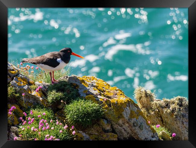 Vibrant Oystercatcher by the Sea Framed Print by Colin Allen