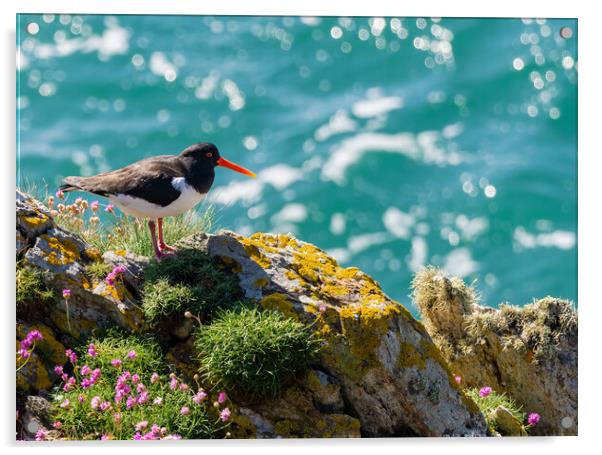 Vibrant Oystercatcher by the Sea Acrylic by Colin Allen