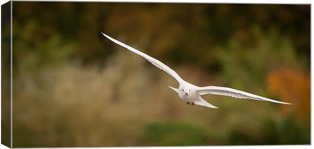 Black Headed Gull Canvas Print by Orange FrameStudio