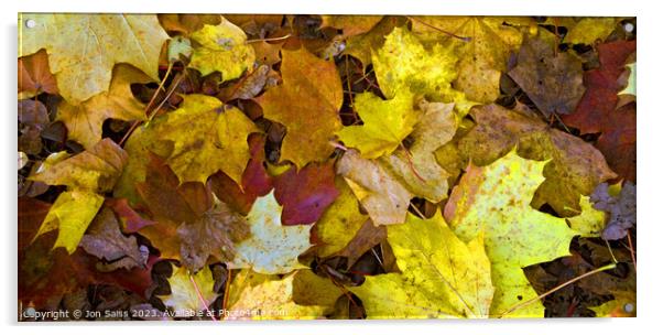 Autumn Leaves Acrylic by Jon Saiss