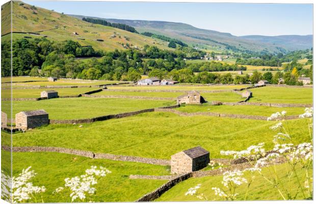 Barns and dry stone walls in Gunnerside, Swaledale Canvas Print by Tim Hill