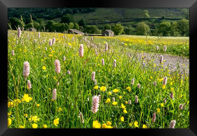 Wild Meadows At Muker Swaledale Framed Print by Steve Smith