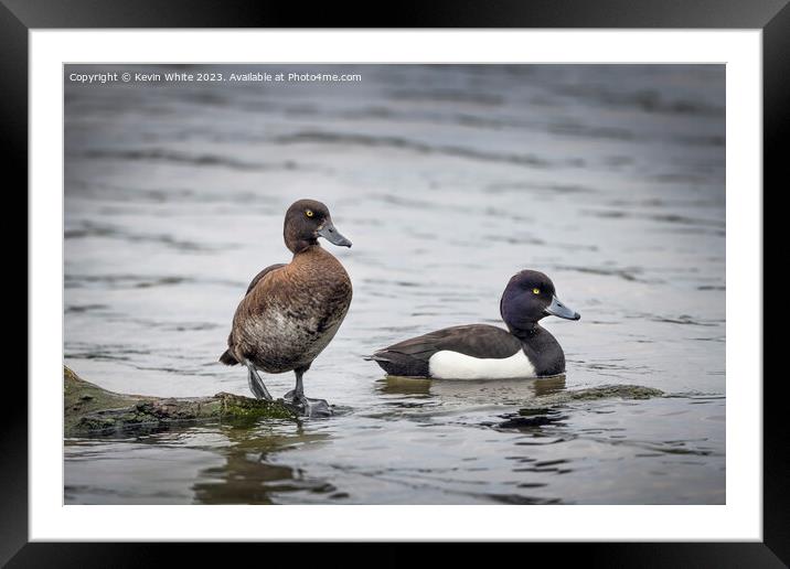 Tufted Ducks male and female Framed Mounted Print by Kevin White