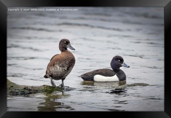 Tufted Ducks male and female Framed Print by Kevin White