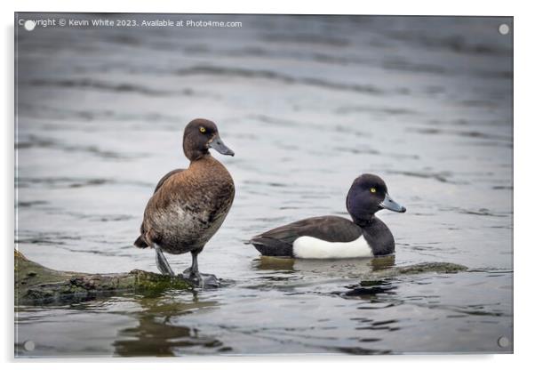Tufted Ducks male and female Acrylic by Kevin White