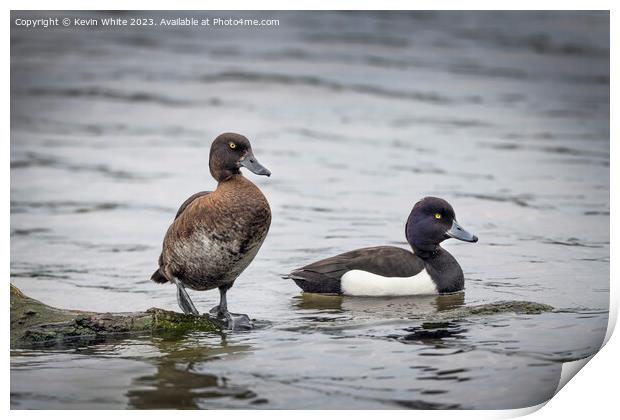 Tufted Ducks male and female Print by Kevin White