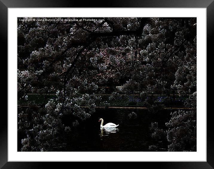 Swan Romantic Scene Framed Mounted Print by Jasna Buncic