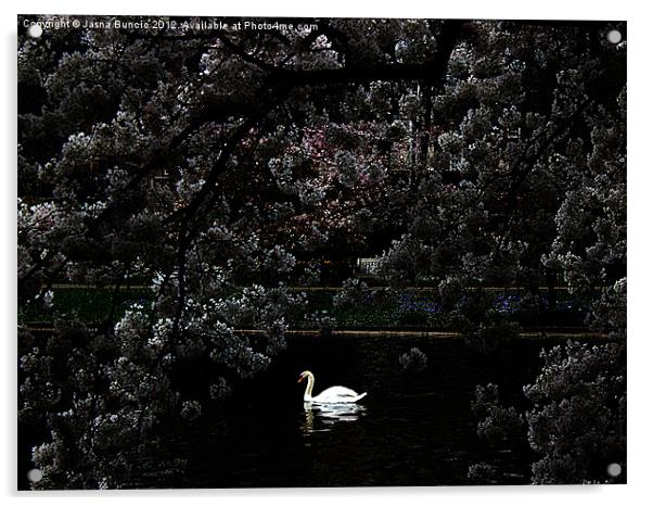 Swan Romantic Scene Acrylic by Jasna Buncic