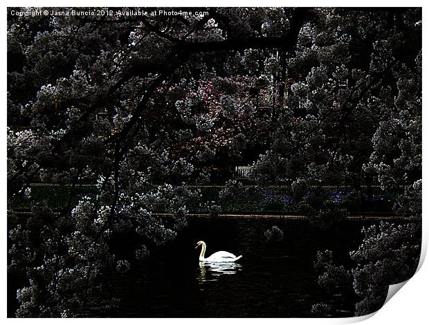 Swan Romantic Scene Print by Jasna Buncic