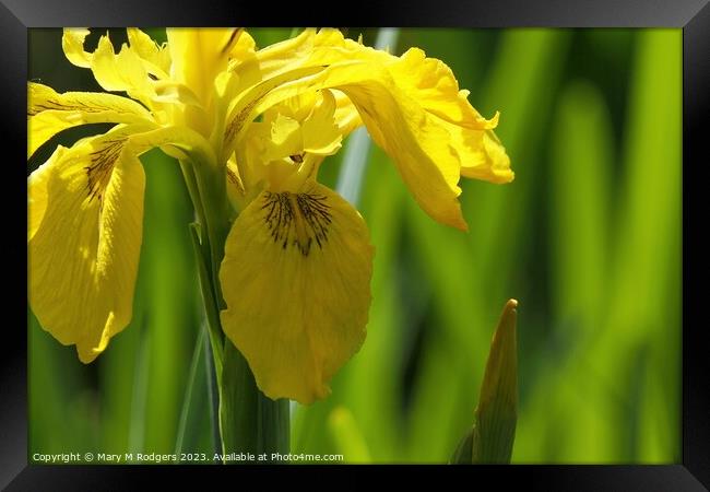 Wild Iris Framed Print by Mary M Rodgers