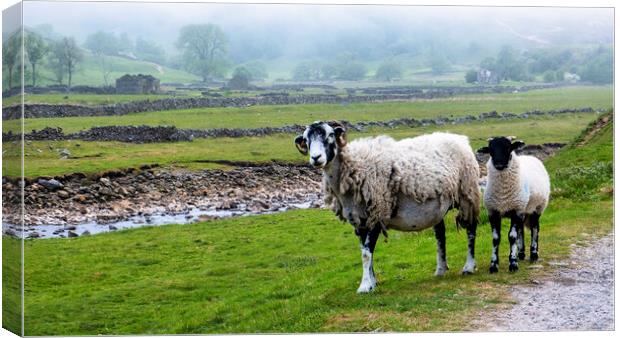 Misty Swaledale: Ewe and lamb near the River Swale Canvas Print by Tim Hill