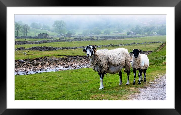 Misty Swaledale: Ewe and lamb near the River Swale Framed Mounted Print by Tim Hill
