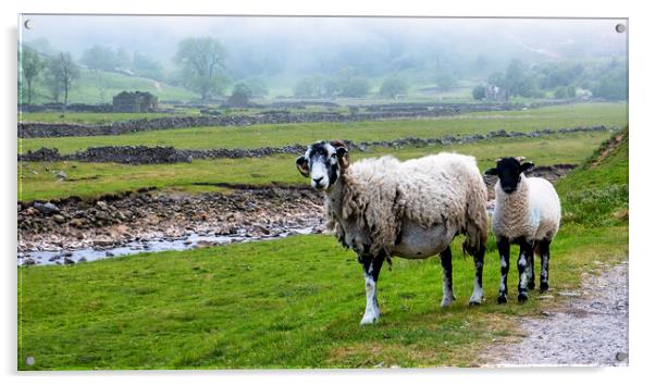 Misty Swaledale: Ewe and lamb near the River Swale Acrylic by Tim Hill