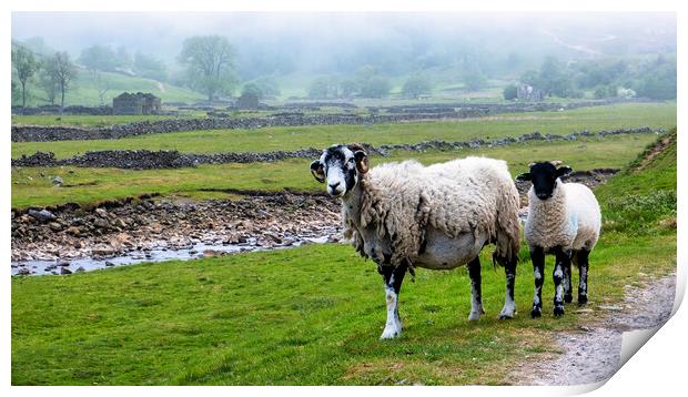 Misty Swaledale: Ewe and lamb near the River Swale Print by Tim Hill
