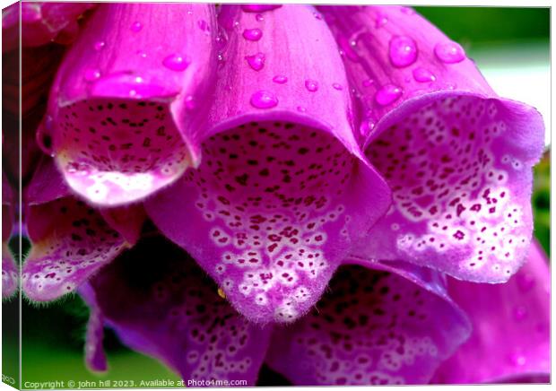 Rain-kissed Foxgloves Canvas Print by john hill