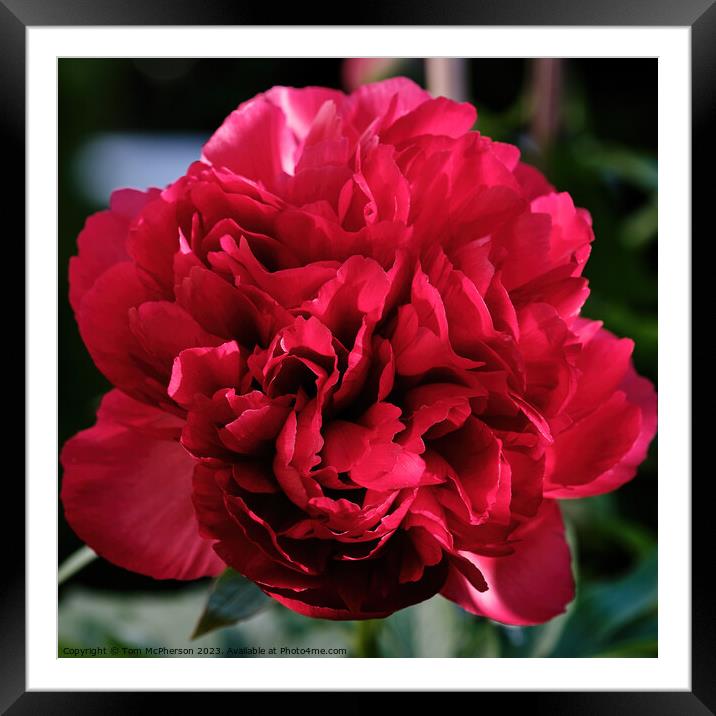 Peony Rose in Bloom Framed Mounted Print by Tom McPherson