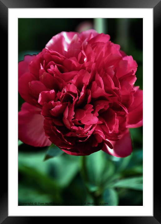 Vibrant Peony Bloom Framed Mounted Print by Tom McPherson