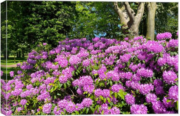 Rhododendron in full bloom Canvas Print by Jim Jones