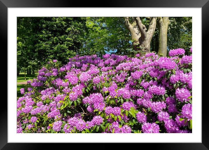 Rhododendron in full bloom Framed Mounted Print by Jim Jones