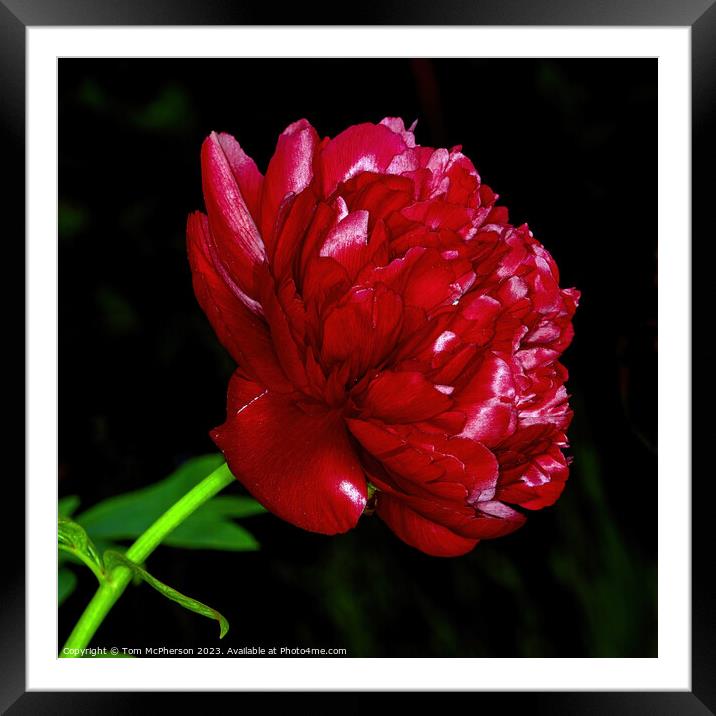 Peony Rose  Framed Mounted Print by Tom McPherson