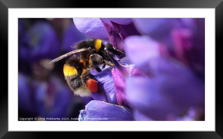 Bee Framed Mounted Print by Chris Mobberley