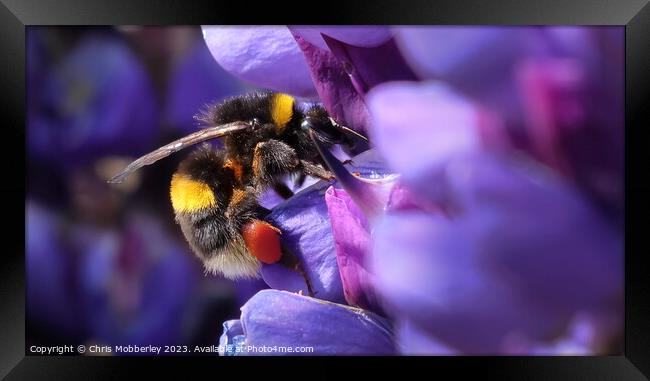 Bee Framed Print by Chris Mobberley