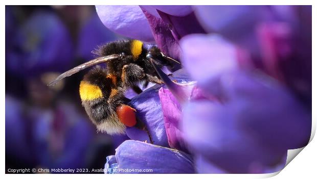 Bee Print by Chris Mobberley