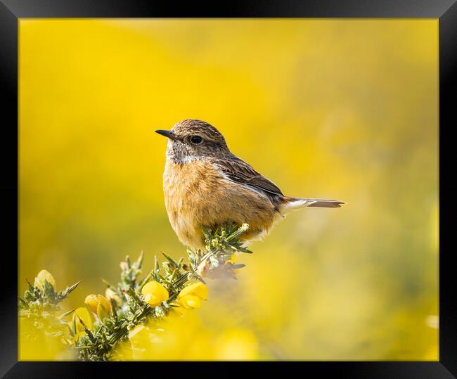  Vibrant Stonechat  Framed Print by Colin Allen