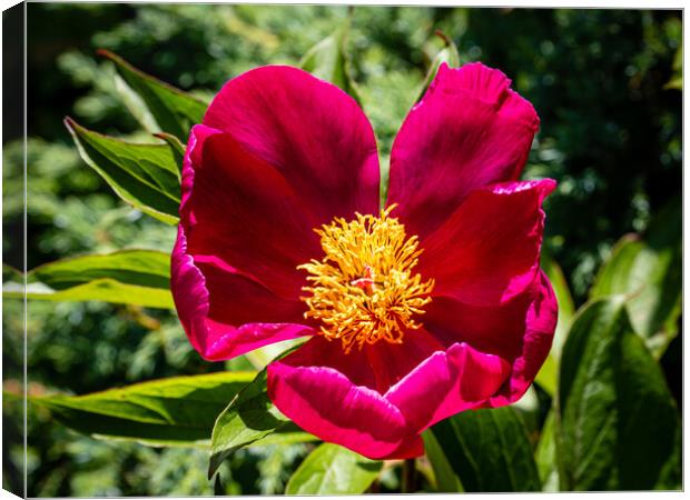 Single peony blossom Canvas Print by Gerry Walden LRPS