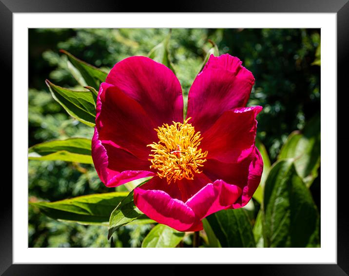 Single peony blossom Framed Mounted Print by Gerry Walden LRPS