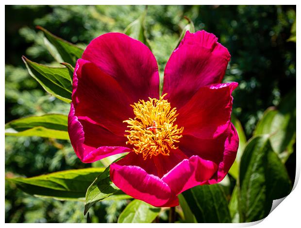 Single peony blossom Print by Gerry Walden LRPS