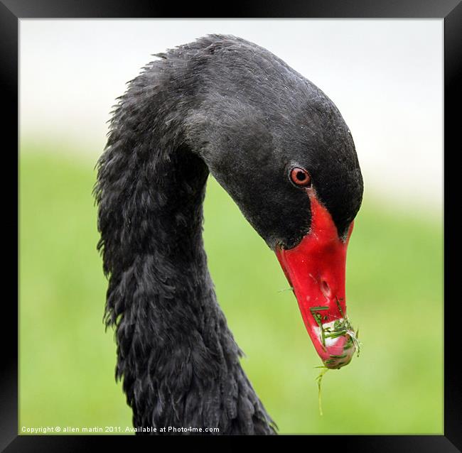 Black Swan Framed Print by allen martin