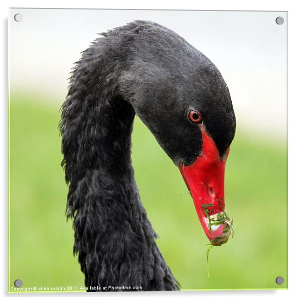 Black Swan Acrylic by allen martin