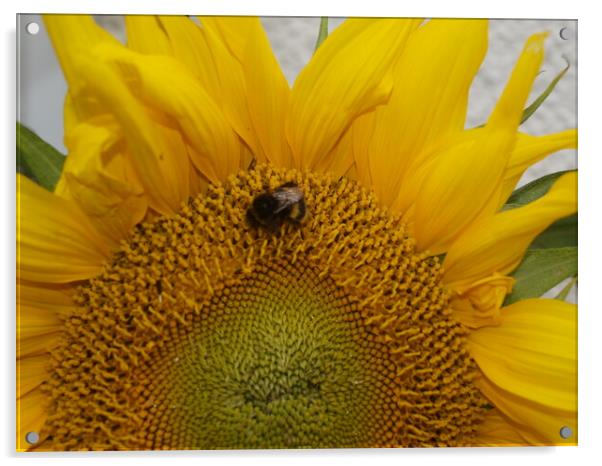 Sunflower Symphony Acrylic by Simon Hill