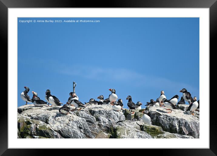 Puffin Paradise Framed Mounted Print by Aimie Burley