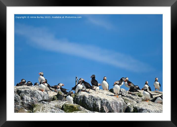 Flock of Puffins on Farne Islands Framed Mounted Print by Aimie Burley