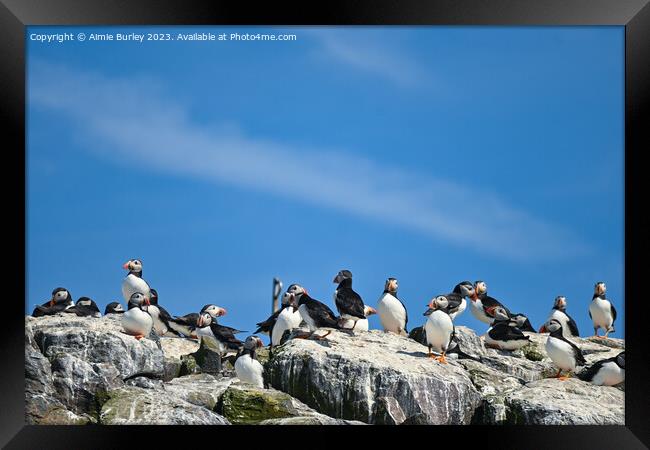 Flock of Puffins on Farne Islands Framed Print by Aimie Burley
